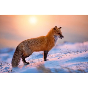 DIMEX ART Флизелинов фототапет лисица в снега 375 x 250 см