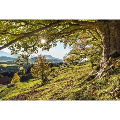Sklenený obraz Zelený strom, 80 × 120 cm, GL-02002