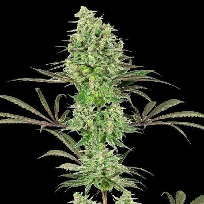 White Label Double Banana Kush semena neobsahují THC 5 ks