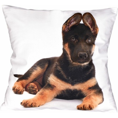 Forbyt Rexík 40 x 40 cm