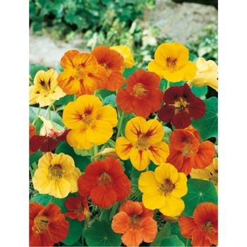 Kapucínka väčšia plazivá zmes