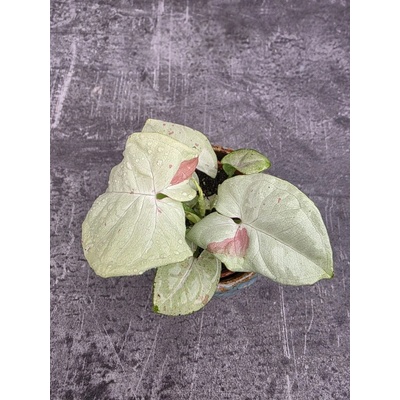 Syngonium Confetti mini