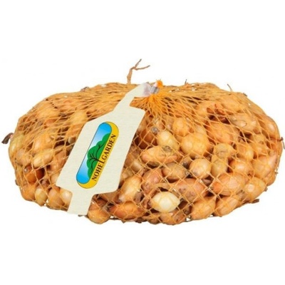 Žlutá cibule sazečka Sturon, Nohel Garden, 500 g