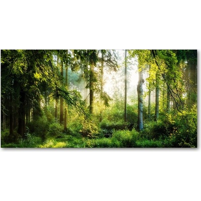 Foto obraz fotografie na skle Ranné slnko les 100x50 cm