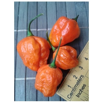 Carolina Reaper 17-CC2-5-1 (chilli semena) 1 ks
