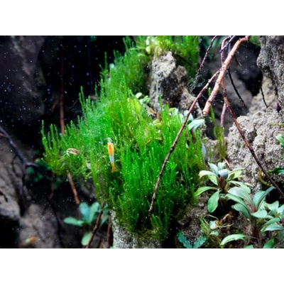 Taxiphyllum sp. Flame Moss 7 cm – Zboží Dáma