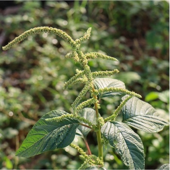 Láskavec Green Giant - Amaranthus tricolor - semená láskavca - 400 ks