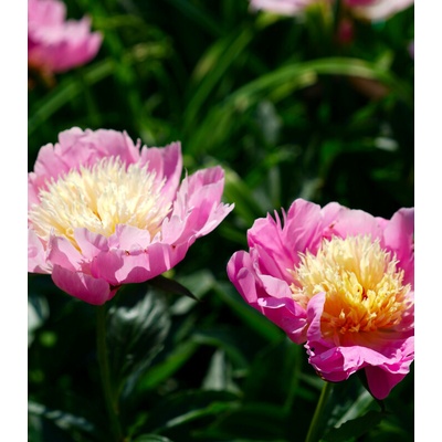 Pivoňka Bowl of Beauty Paeonia lactiflora prodej cibulovin 1 ks