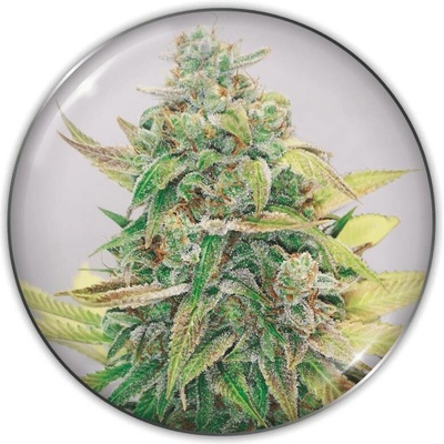 Medical Seeds Co. Strawberry Cake CBD semena neobsahují THC 3 ks