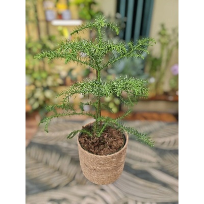 Araucaria Heterophylla, mini vánoční stromeček