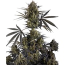 FAST BUDS Pound Cake AUTO semena neobsahují THC 10 ks