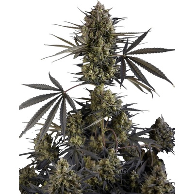 FAST BUDS Pound Cake AUTO semena neobsahují THC 10 ks