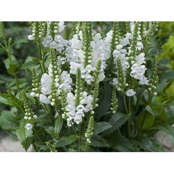 Biele virgínske semená 0,2 g