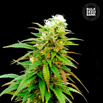 Bulk Seed Bank Auto Zkittly Zi Zi semienka neobsahujú THC 100 ks