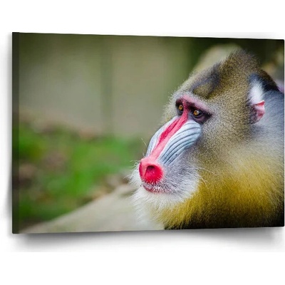 Sablio Obraz Mandril - 120x80 cm
