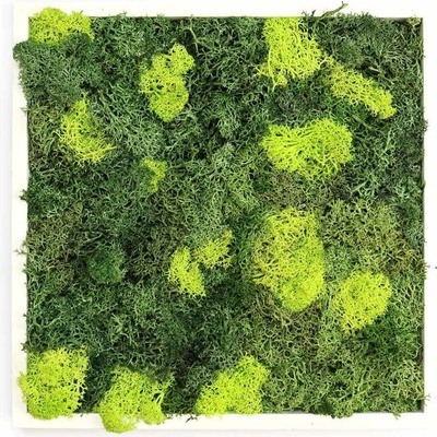 Gardners Obraz z lišejníku 35x35 cm, bílá