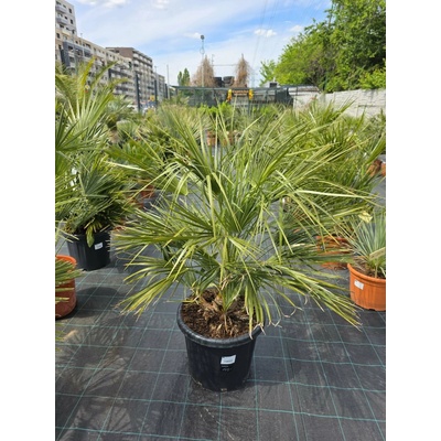 Chamaerops humilis vo výške 125 cm, výška kmeňa 20 cm