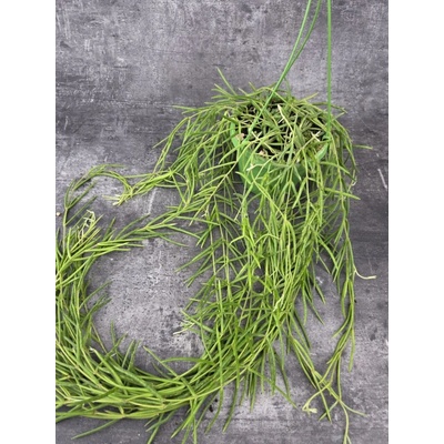 Hoya Linearis závěs 14 cm