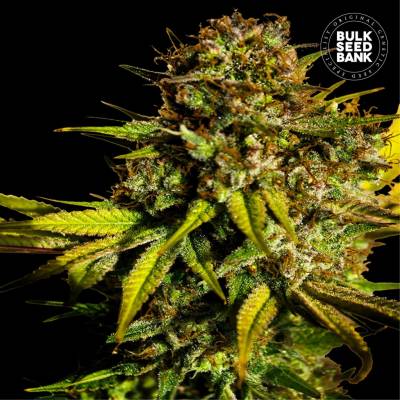 Bulk Seed Bank Extra Mintz semena neobsahují THC 10 ks