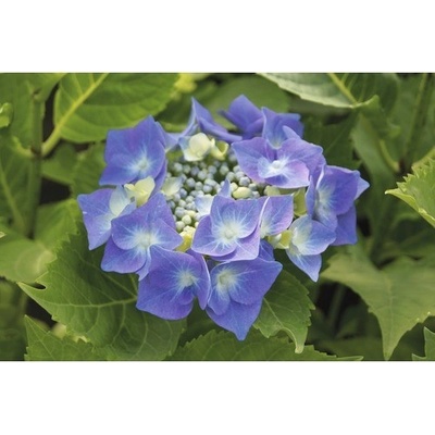 Hortenzie velkolistá modrá FloraSelf Hydrangea macrophylla výška 30-40 cm květináč 5 l