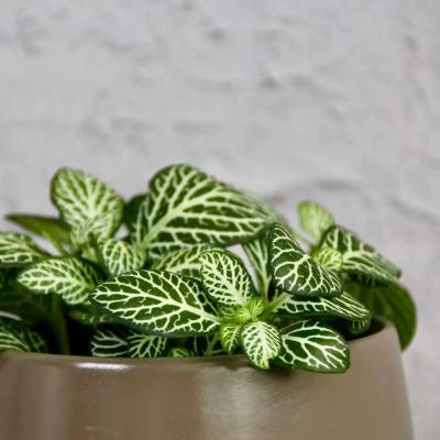 Fittonia White Special baby