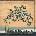 Arcade Fire - Funeral (Reissue) (LP) (0889854624217)