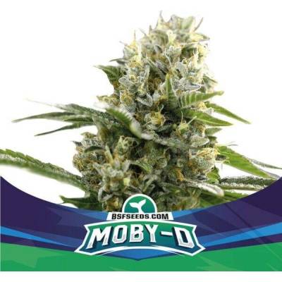 BSF Seeds Moby-D XXL AUTO semena neobsahují THC 2 ks