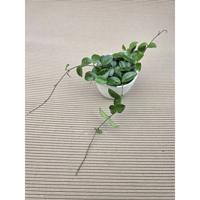 Hoya Mathilde 9 cm