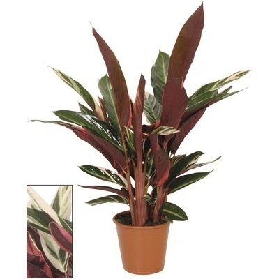 Kalátea FloraSelf Calathea 'Triostar' výška 80-90 cm květináč Ø 19 cm