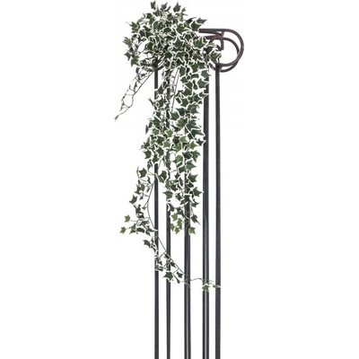 Holandský divoký břečťan trs velký, 100 cm