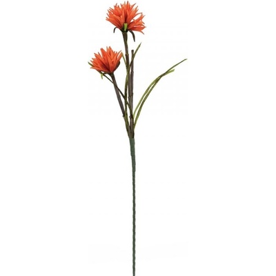 Jiřina oranžová, 100 cm