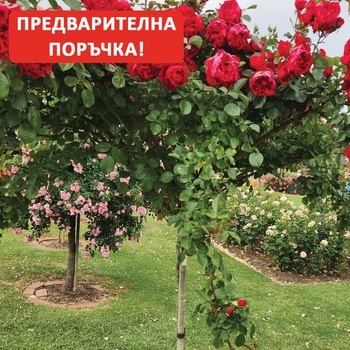 Kordes® Щамбова Роза Florentina® - Kordes®