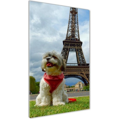 Vertikálny foto obraz sklo tvrdené Pes v Paríži 50x100 cm