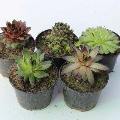 Netřesk - Sempervivum