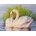 Norimpex - Puzzle Diamant painting: Swans in the reeds 30x40cm - 1 - 39 piese