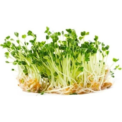 Biomiska Rukola semienka na klíčenie , 10 g