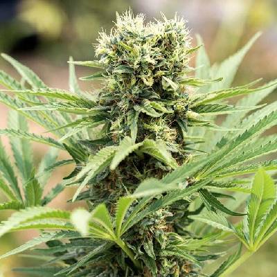 Humboldt Seed Organization Dedoverde Haze semena neobsahují THC 10 ks