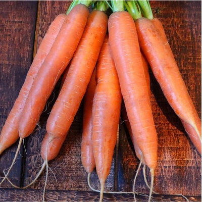 Mrkva letná Juwarot - Daucus carota - predaj semien mrkvy - 700 ks