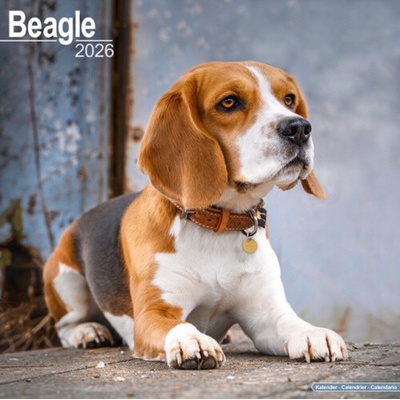 Beagle Square Dog Breed Wall 16 Month 2026