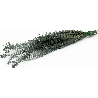 Stabilizovaný eukalyptus - baby