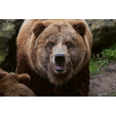 DIMEX ART Флизелинов фототапет гризли мечка 375 x 250 см