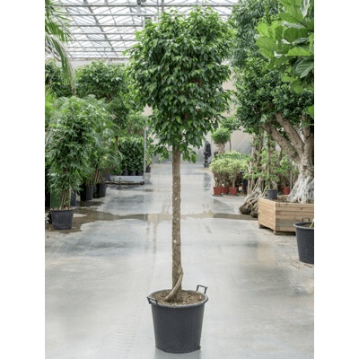 Fikus - Ficus benjamina Columnar stem 40x275 cm