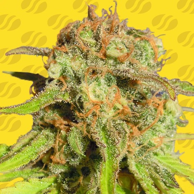 Original Sensible Seeds Bruce Banner #3 Auto semienka neobsahujú THC 25 ks