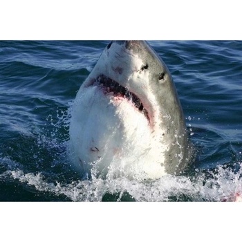 DIMEX ART s. r. o Флизелинов фототапет акула 375 x 250 см