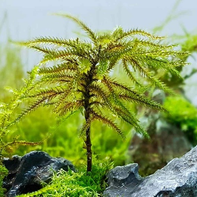 Climacium japonicum - Tree Moss