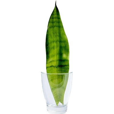 Gardners Sansevieria trifasciata Moonshine - řízek k zakořenění Sanseveria, Tchýnin jazyk, Tenura – Zboží Dáma