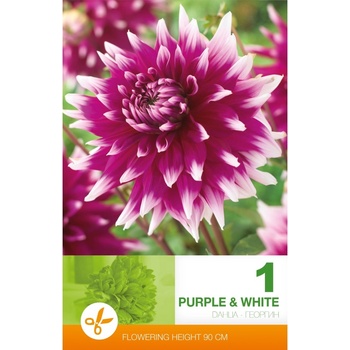 Seklos Далия (Гергина) Лилаво и бяло - 1 бр луковицa