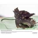 Lensbaby Composer Pro II Edge 50 Optic Canon RF