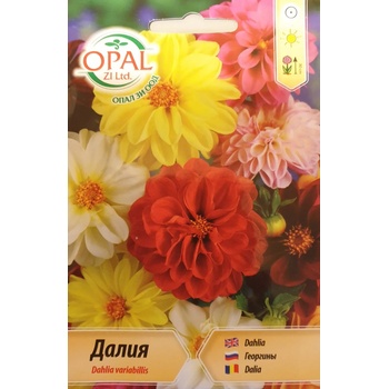 Image 1 of Opal Zi Далия (Гергина) Ниска Dahlia variabillis