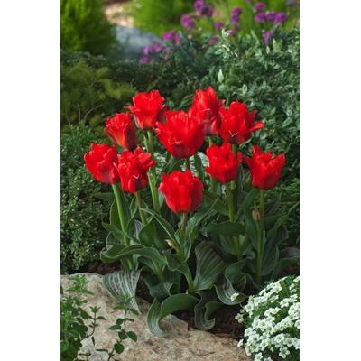 Tulipán 'Red Riding Hood' 5 ks – Zboží Dáma